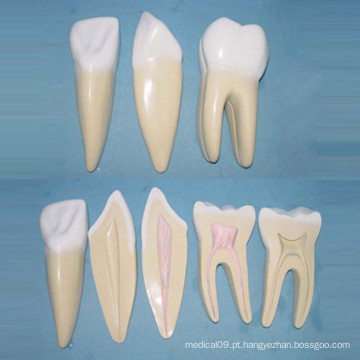 Modelo normal de anatomia dos dentes do corpo normal humano (R080118)